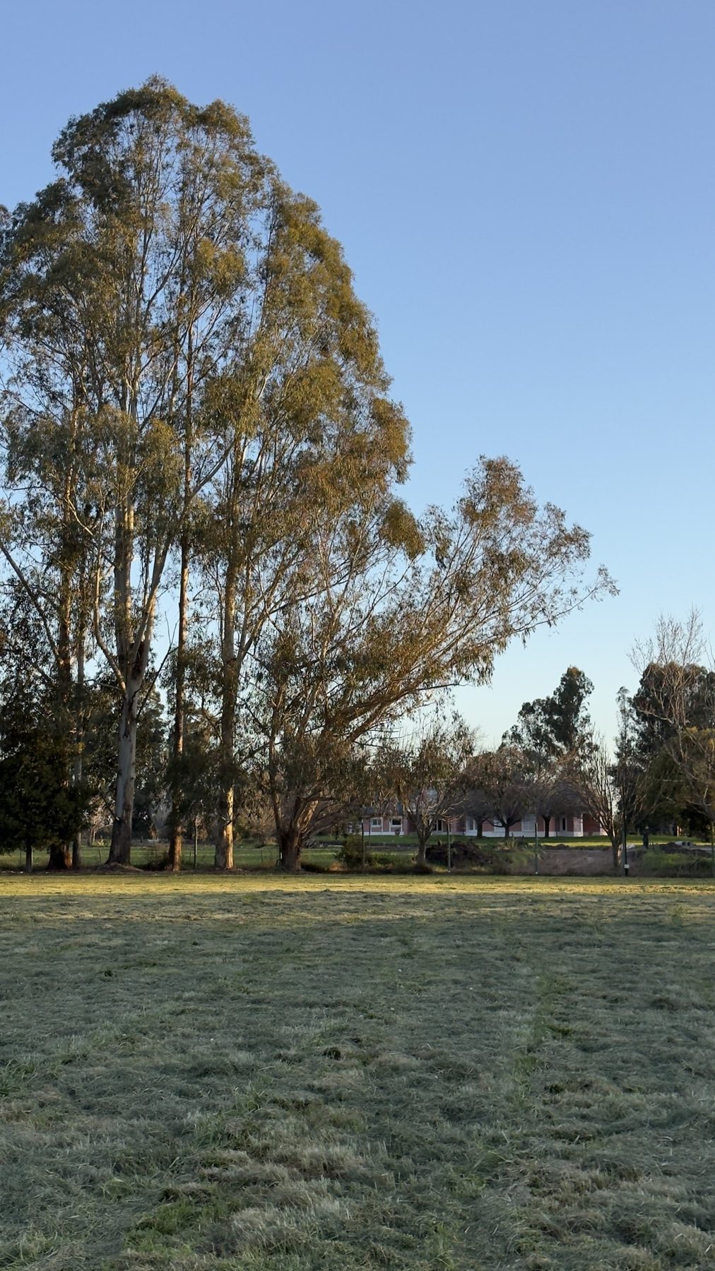 Chacra de 11.000 m² en Estancia La Macarena, con arboleda adulta y privacidad — Foto 4